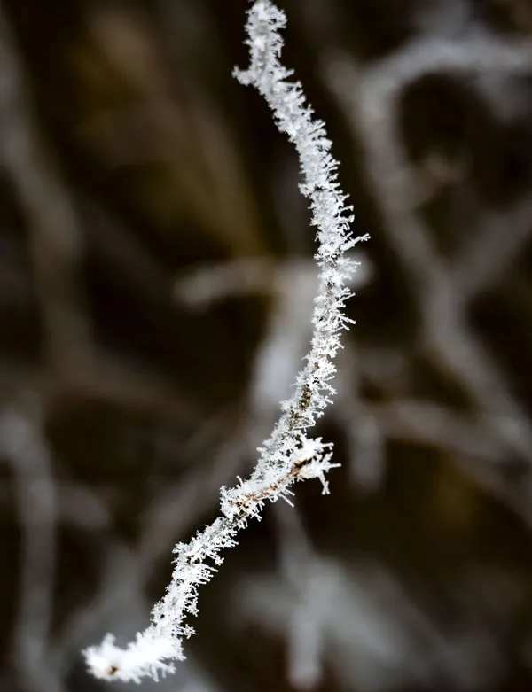 Backyard Frost thumbnail