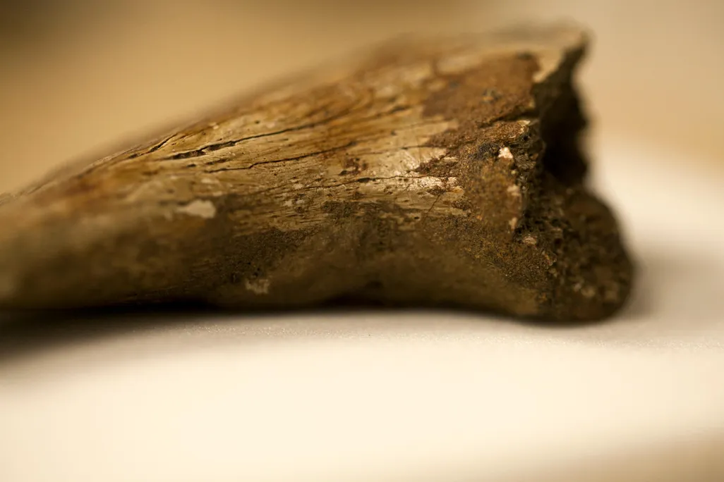 Theropod claw
