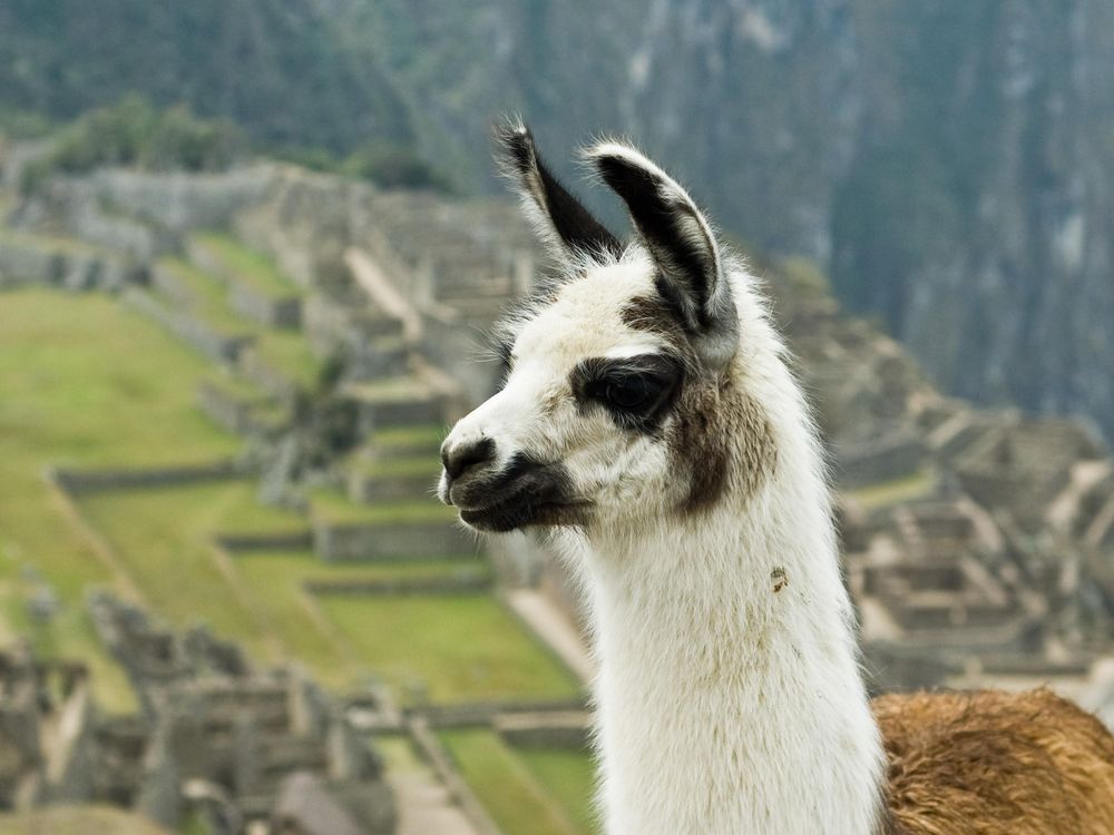 Llama_on_Machu_Picchu.jpg