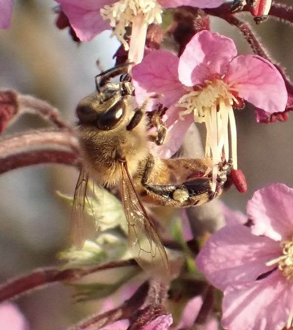 A bee on a red bud tree thumbnail