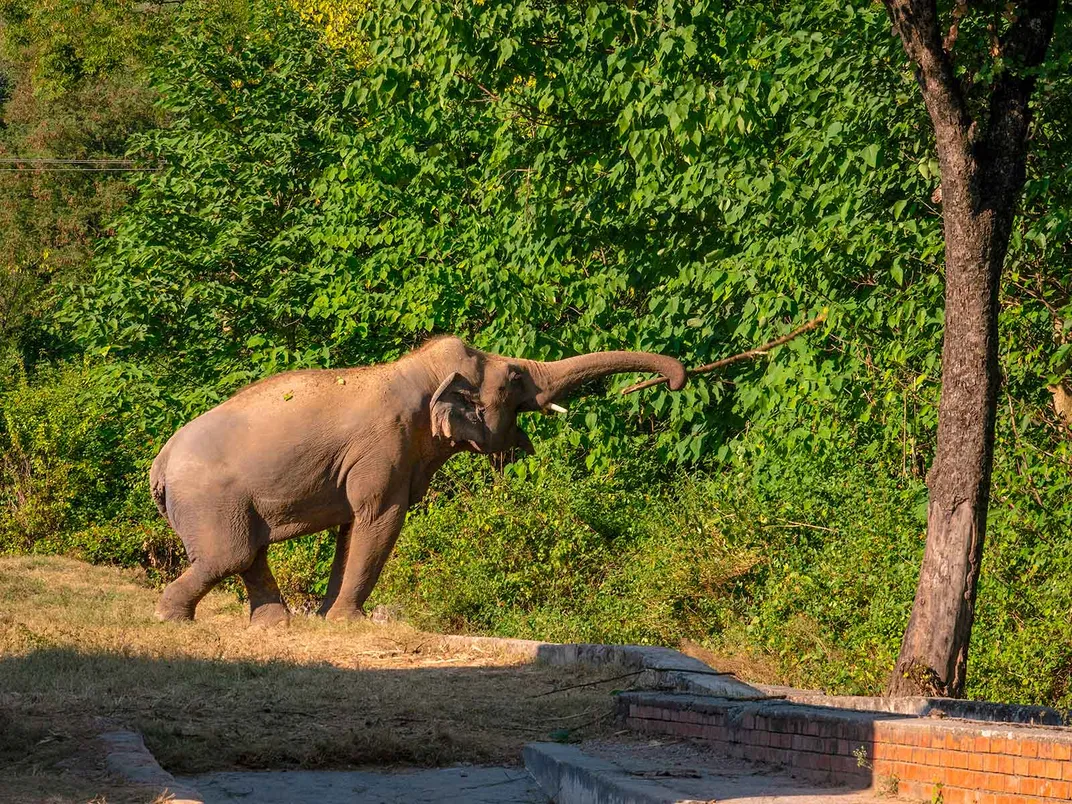 Caavan Elephant prie medžių
