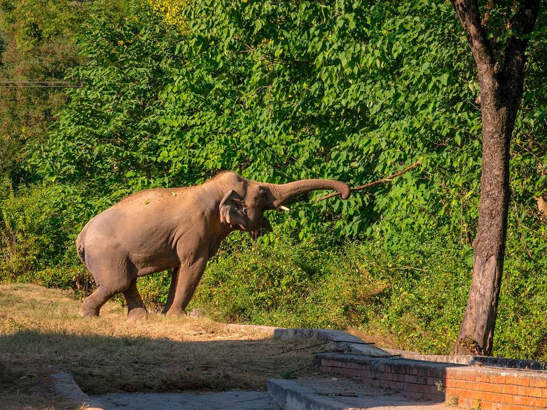 Kaavan The Elephant Near Trees