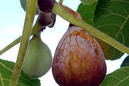 Figs