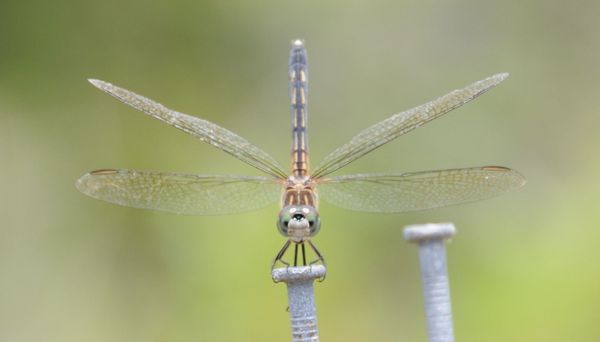 Dragonfly clinging to a nail head thumbnail