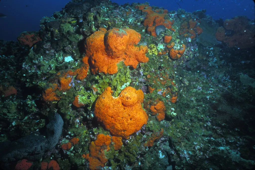 A close-up of orange elephant ear sponge, resembling orange cauliflower attached to a rock, taken underwater.