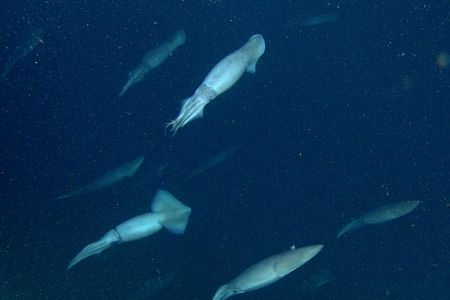 A group of Humboldt squid swim in formation about 200 meters below the surface of Monterey Bay
