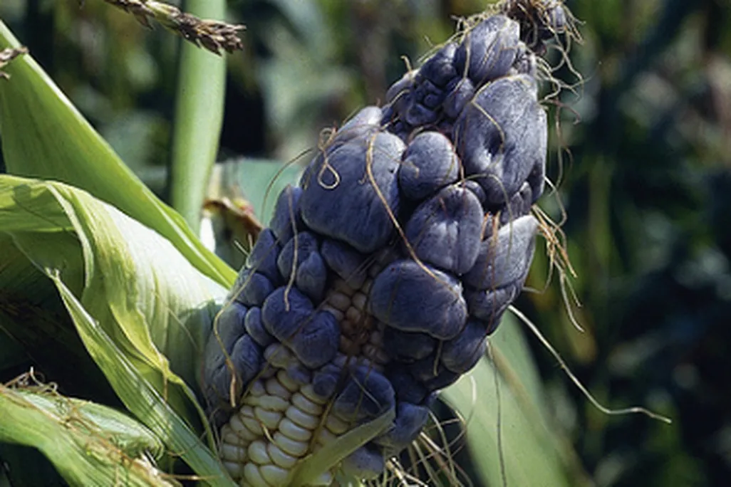 Huitlacoche, a black corn fungus, is an agricultural bane to some, but to others, it’s a delicacy.