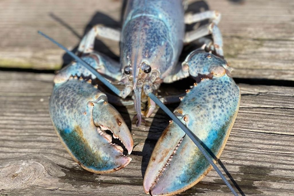 A light blue colored Maine lobster with large front pinchers on a wooden surface