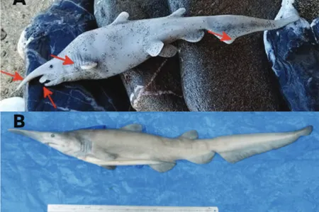 Top: The citizen science photo of an alleged juvenile goblin shark found on the beach of Anafi Island in Greece. Bottom: A juvenile female goblin shark found near Shimizu, Japan.