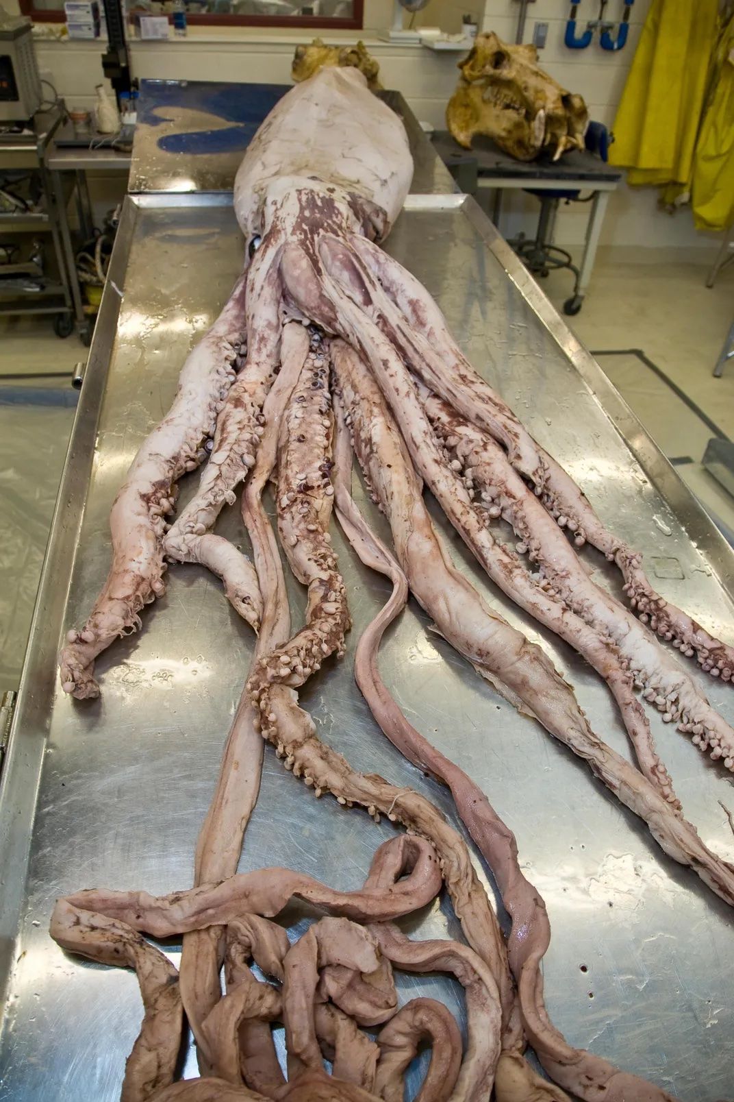 I Spy A Giant Squid Eye Smithsonian Voices National Museum Of 