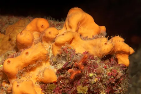 A present-day orange demosponge (Agelas oroides) can be found off the coast of Corfu, Greece. Research suggests sponges may have lived on Earth 890 million years ago. 
