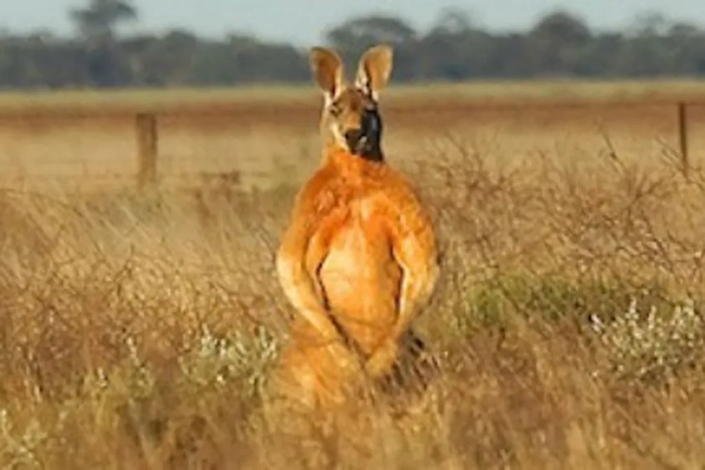 Flexing-kangaroo-470.jpg