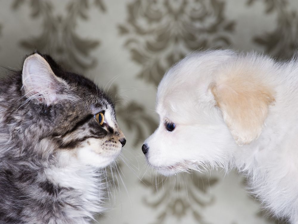 Dogs and Cats: Which Animal is Smarter?