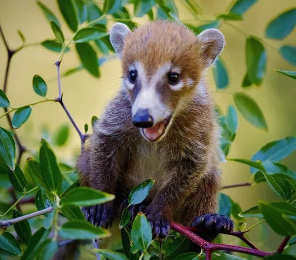 A Smiling Coatimundi Baby thumbnail