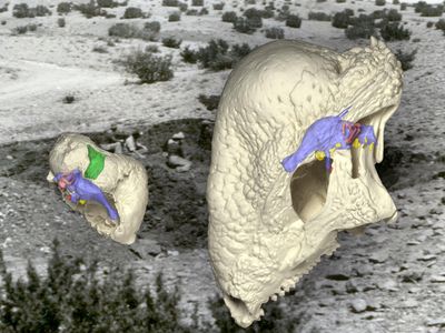 Computer image of Triopticus skull overlaid on the field site where it was found.