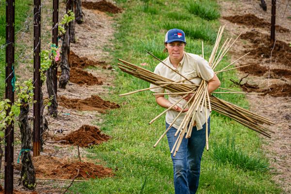 A determined female farmer works in her North Carolina vineyard thumbnail