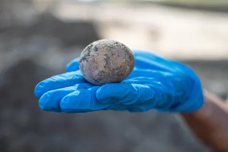 Though researchers repaired the crack, much of the egg's contents leaked out.
