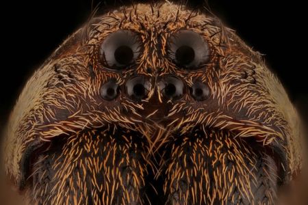 Male wolf spiders may have eight eyes, but they still can't tell whether the female they're mating with is dead or alive.