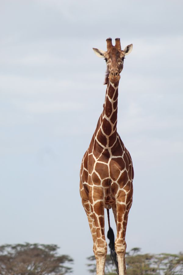 Standing Kenyan Giraffe thumbnail