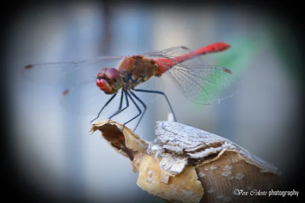 Red Dragonfly thumbnail