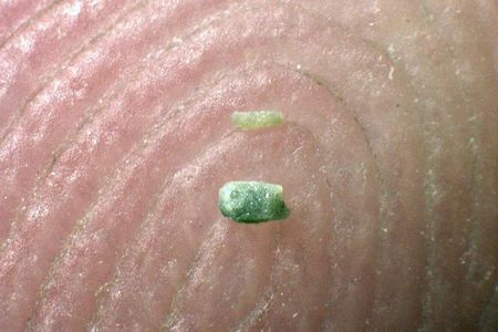 Two small fossil fragments of ancient brittle stars appear green as they rest on Ben Thuy's fingertip.