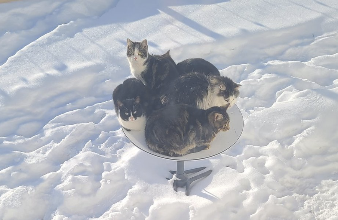 Outdoor Cats Are Using 0 Starlink Satellite Dishes as Self-Heating Beds | Smart News