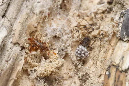 A &quot;bone collector&quot; caterpillar sits in a cobweb with a spider and its egg sac. The newly discovered moth species disguises itself as a larva by covering itself with insect parts.