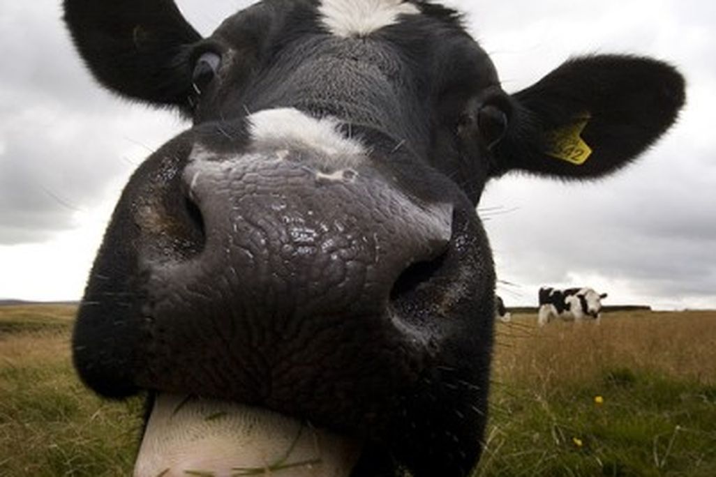 20110520090124cow-by-ewanr_1250049249_7fcbb2bdfd-400x400.jpg