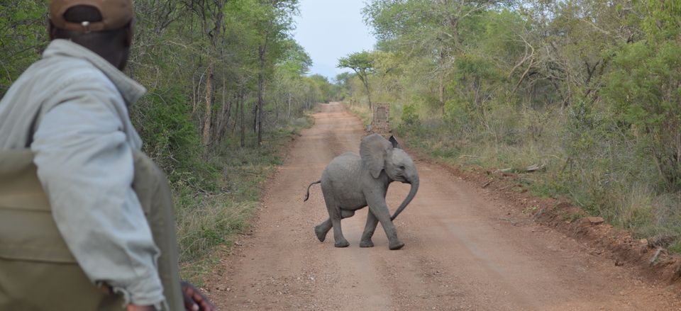  A baby elephant sighting while on safari 
