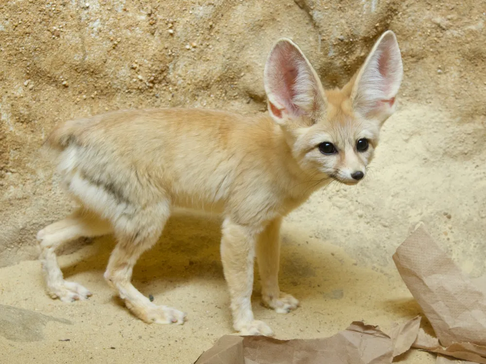 A small, tan fox with large, pointed pink ears blends into its sand-colored enclosure at the Smithsonian National Zoo.
