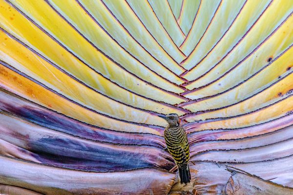 Hispaniolan Woodpecker on Travellers Palm Tree thumbnail