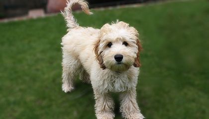 Contrary to Popular Belief, Some Doodle Crossbreed Dogs May Have More Behavioral Problems Than Their Purebred Parents