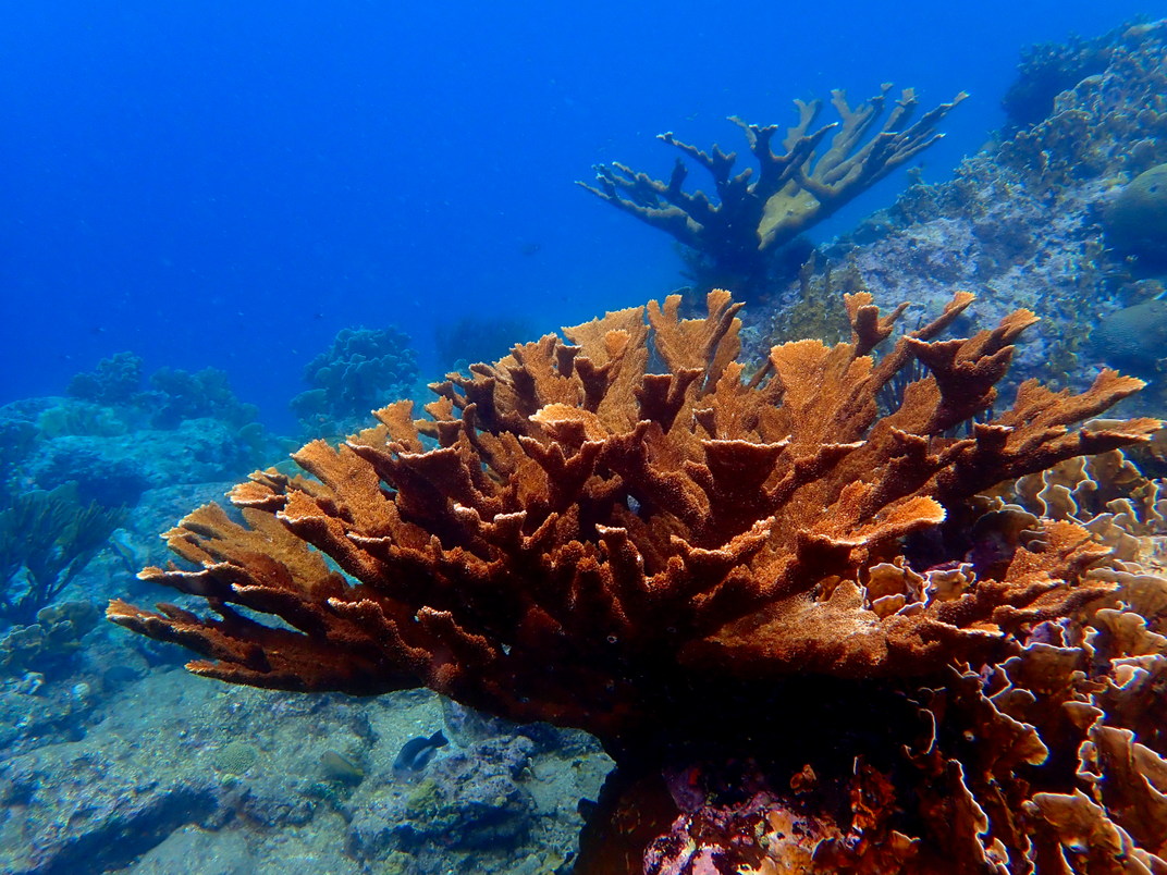 A large acropora coral on an underwater coral reef
