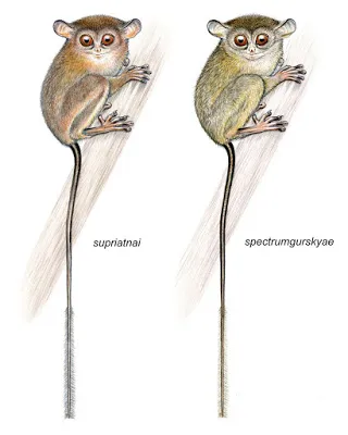 Two New Species of Googly-Eyed Tarsiers Discovered in Indonesia
