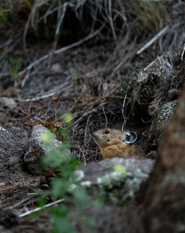 American Pika Adapting To Lower Elevations thumbnail