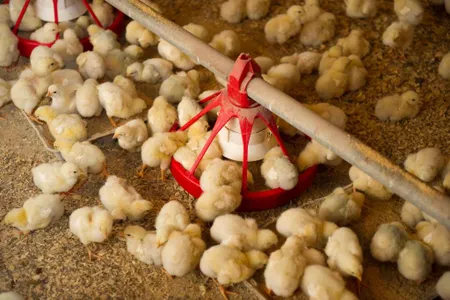 Across the globe, culling has become the default strategy for the egg industry to eliminate the unwanted hatchlings.