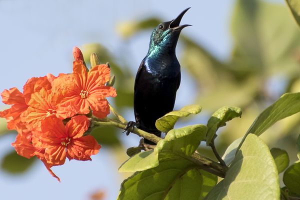 A shimmering male sunbird sits on the branch of a Scarlet Cordia tree, making chirrupy birdcalls. thumbnail