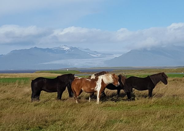 Icelandic horses in field while traveling in Iceland. thumbnail