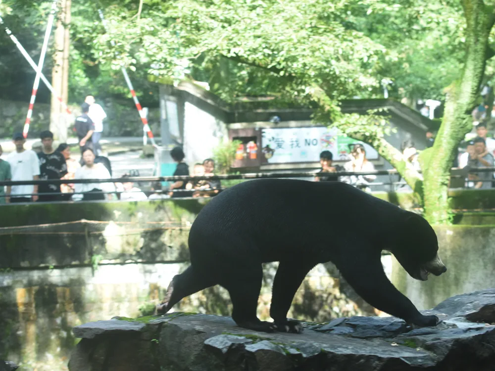 a bear walks along a rock in the foreground, with zoo visitors behind a fence in the background