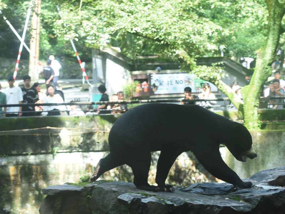 Bear (Animal)  The Canadian Encyclopedia