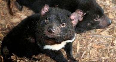 "If we want to ensure free-ranging devil populations that are disease free, putting them on offshore islands is the only alternative we've got," says wildlife researcher Hamish McCallum.