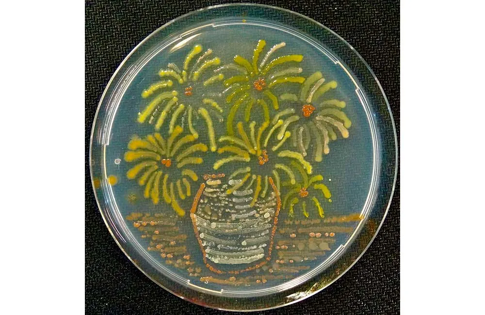 Agar Art Sunflowers