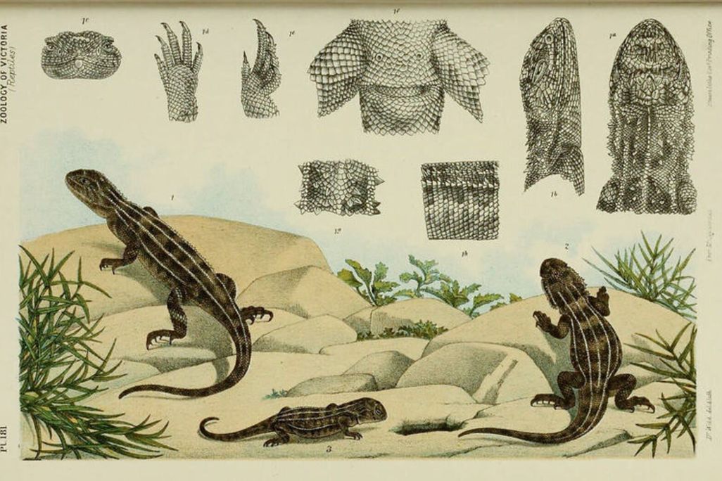 old illustration of three lizards in a sandy/rocky grassland