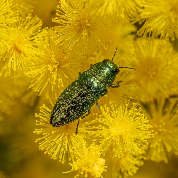 Jewel Beetle in the Wattle thumbnail