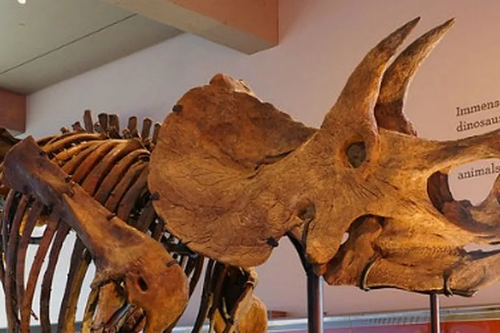 A Triceratops at the Natural History Museum of Los Angeles.