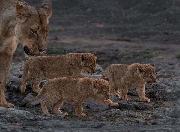 Mother Lion and Her Cubs on the Go thumbnail
