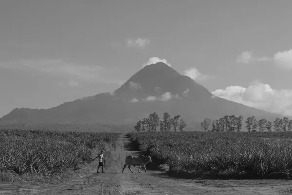 Long Trek to Pasture thumbnail