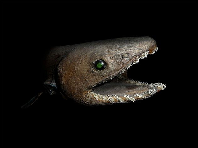 Frilled Shark