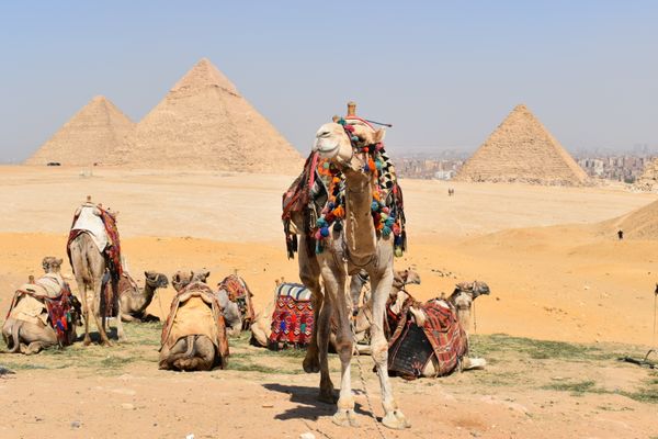 Camels and pyramids thumbnail