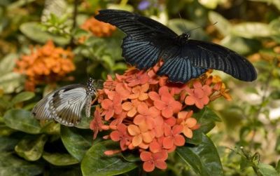 Visit the Butterfly Pavilion at the Natural History Museum